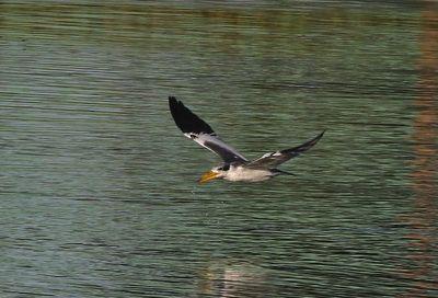 Large-billed Tern 2023-11-22