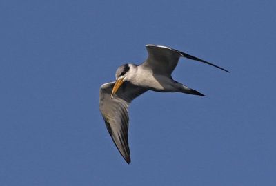 Large-billed Tern 2023-11-22