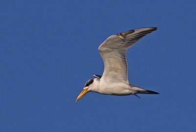 Large-billed Tern 2023-11-22