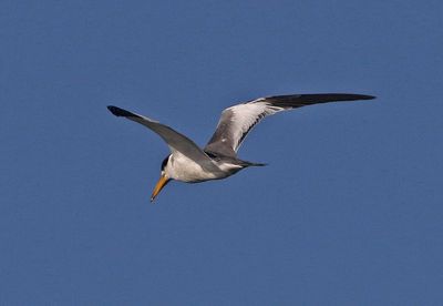 Large-billed Tern 2023-11-22