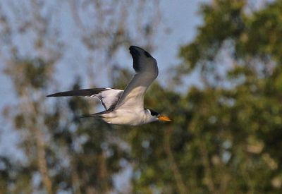 Large-billed Tern 2023-11-22