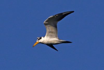 Large-billed Tern 2023-11-22