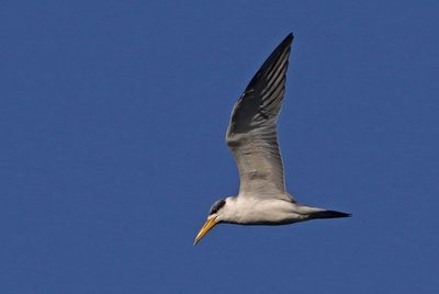Large-billed Tern 2023-11-22