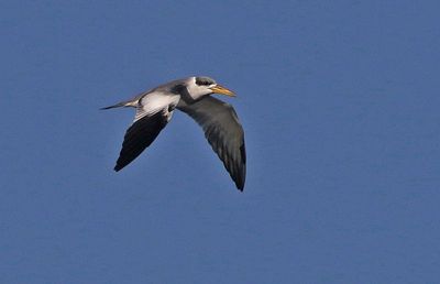 Large-billed Tern 2023-11-22