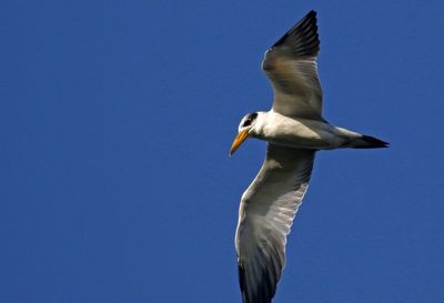 Large-billed Tern 2023-11-22
