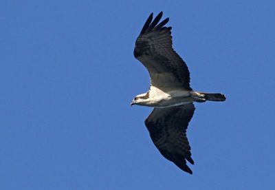 Osprey 2023-11-22