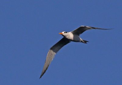 Royal Tern 2023-11-22
