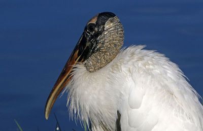 Wood Stork 2023-11-22