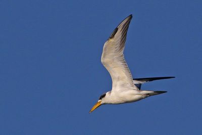 Large-billed Tern 2023-11-22