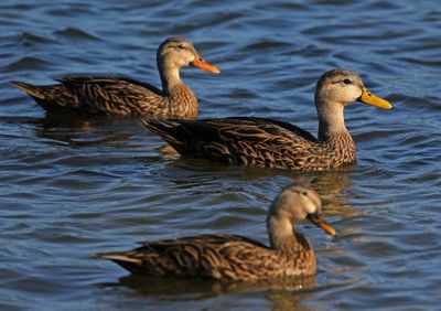 Mottled Duck 2023-11-21