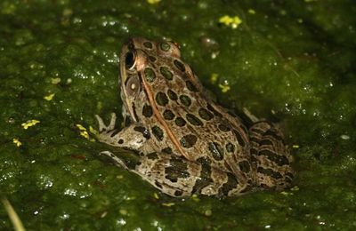 Northern Leopard Frog 2016-06-11