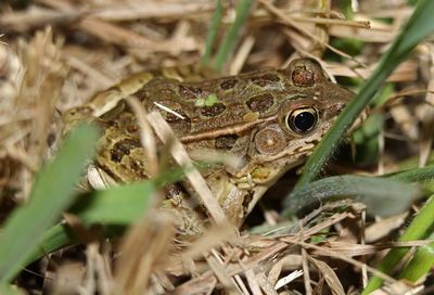 Northern Leopard Frog 2016-06-11