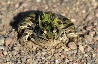 Northern Leopard Frog 2016-06-12