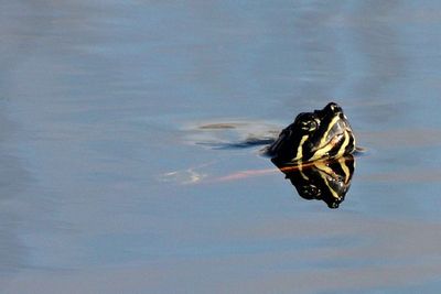 Florida Cooter 2014-12-08