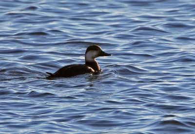 Black Scoter 2023-12-05