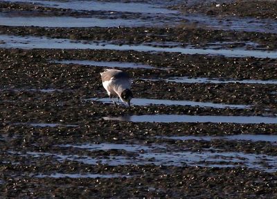 Franklin's Gull 2023-12-11