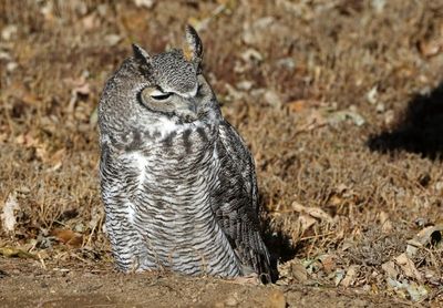 Great Horned Owl 2023-12-11