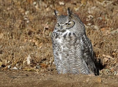 Great Horned Owl 2023-12-11