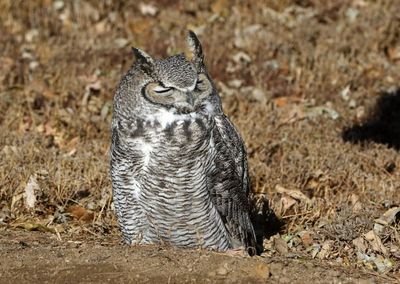 Great Horned Owl 2023-12-11
