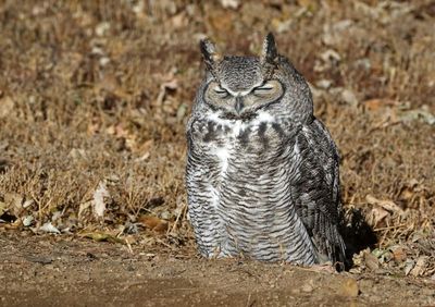 Great Horned Owl 2023-12-11