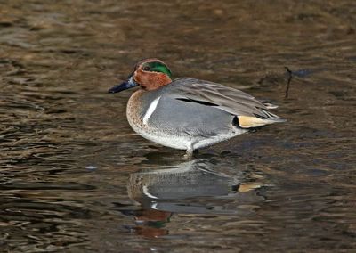 Green-winged Teal 2023-12-31