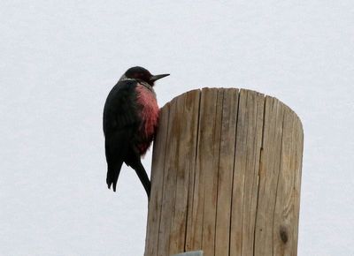 Lewis's Woodpecker 2023-12-12