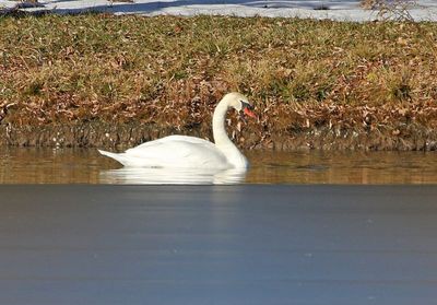 Mute Swan 2023-11-28