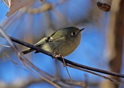Ruby-crowned Kinglet 2023-11-28