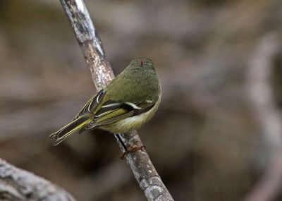 Ruby-crowned Kinglet 2023-12-12