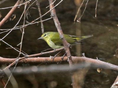 Tennessee Warbler 2023-12-12