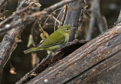 Tennessee Warbler 2023-12-12