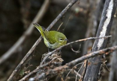 Tennessee Warbler 2023-12-12