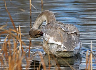 Trumpeter Swan 2023-12-04