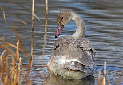 Trumpeter Swan 2023-12-04
