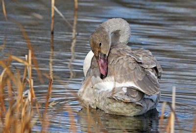 Trumpeter Swan 2023-12-04