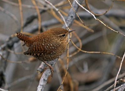 Winter Wren 2023-12-12