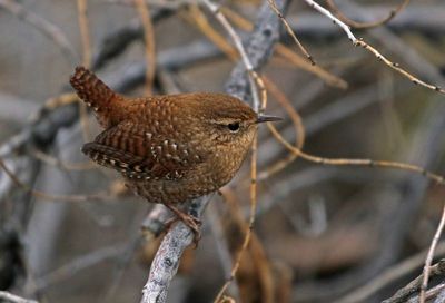 Winter Wren 2023-12-12