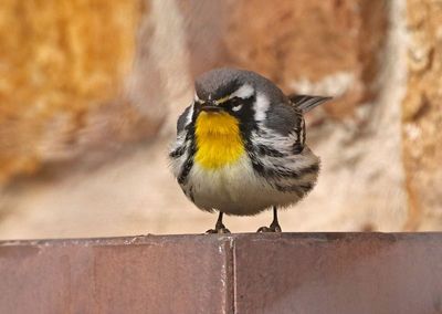 Yellow-throated Warbler 2023-12-12