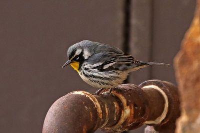 Yellow-throated Warbler 2023-12-12