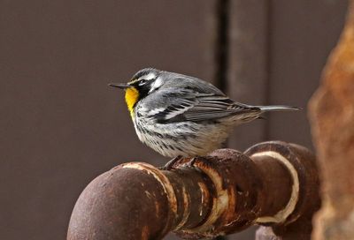 Yellow-throated Warbler 2023-12-12