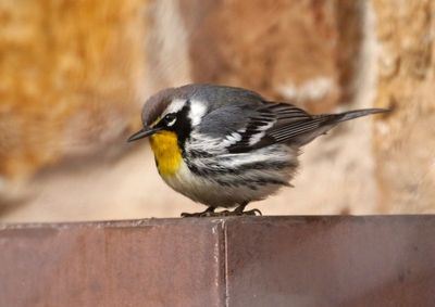 Yellow-throated Warbler 2023-12-12