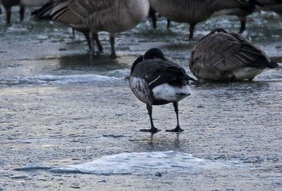 Brant 2024-01-28