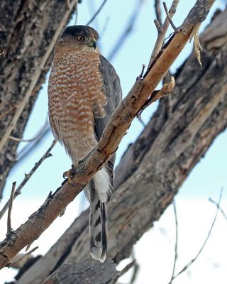 Cooper's Hawk 2024-01-08