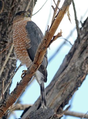 Cooper's Hawk 2024-01-08