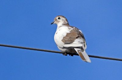 Eurasian Collared-Dove 2024-01-02