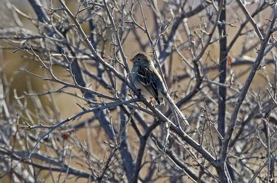 Field Sparrow 2024-01-28