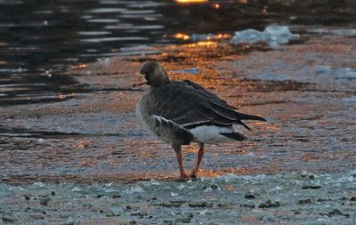 Greater White-fronted Goose 2024-01-28