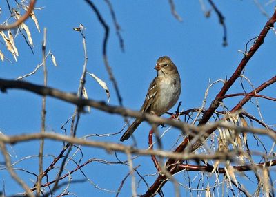 Harris's Sparrow x White-crowned Sparrow Hybrid 2024-01-02