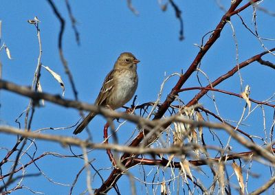 Harris's Sparrow x White-crowned Sparrow Hybrid 2024-01-02