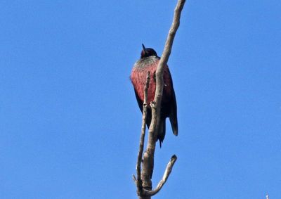 Lewis's Woodpecker 2024-01-02